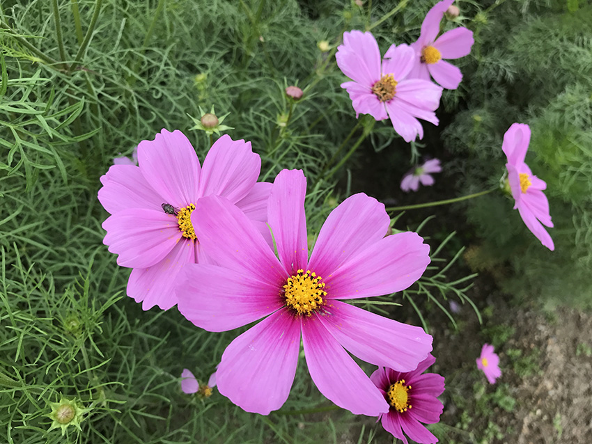 秋桜 (コスモス)