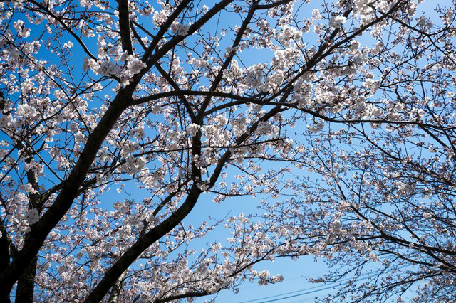 平成最後の桜