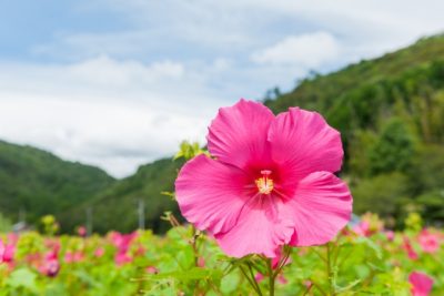 何も咲かない寒い日は、下へ下へと根を伸ばせ。やがて大きな花が咲く