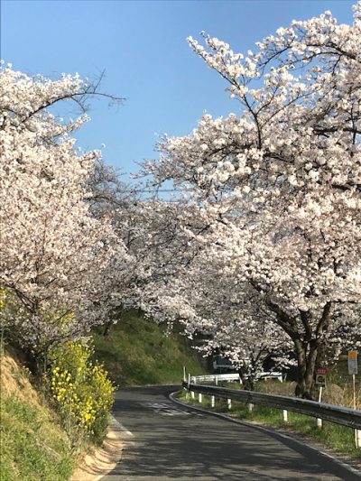 令和最初の桜、桜咲けども・・・