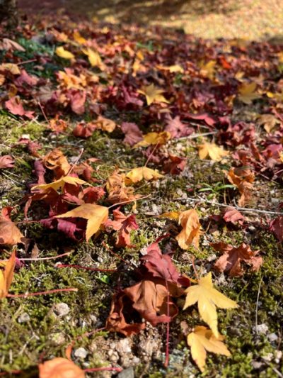 今年の紅葉