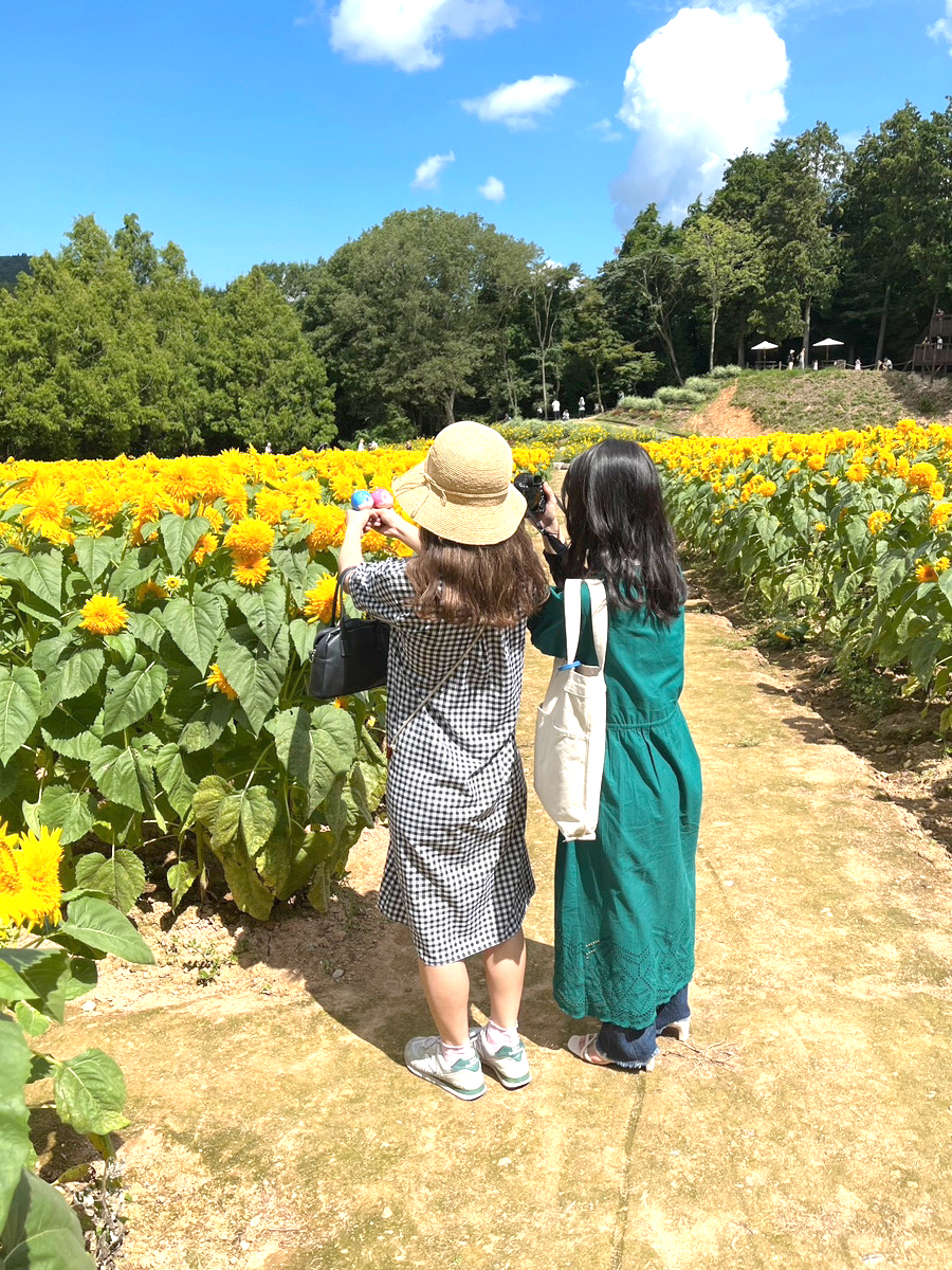 向日葵と姉妹